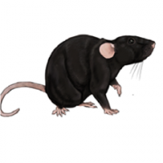 Çatı Faresi( Rattus rattus)